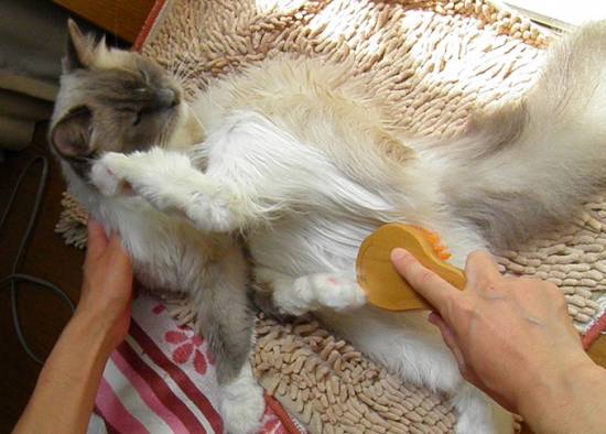 コメント213の画像