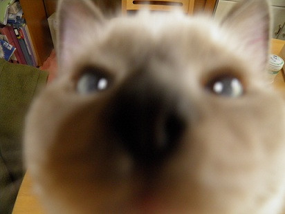 コメント223の画像