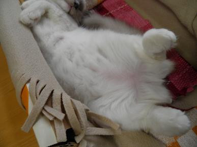 コメント227の画像