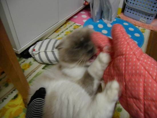 コメント232の画像