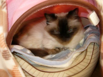 コメント237の画像