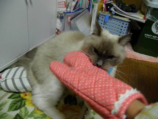 コメント239の画像