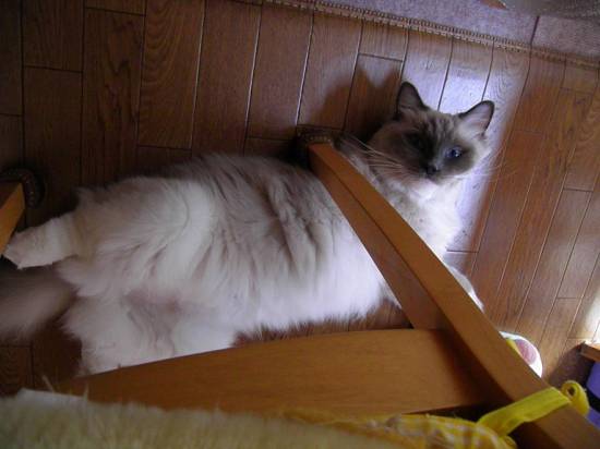 コメント248の画像