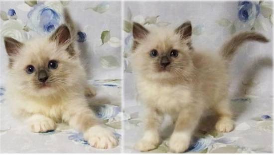 コメント262の画像