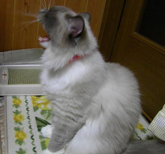 コメント264の画像