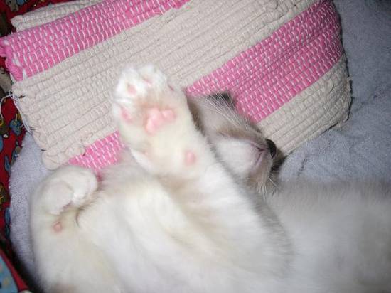 コメント268の画像