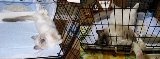 コメント270の画像