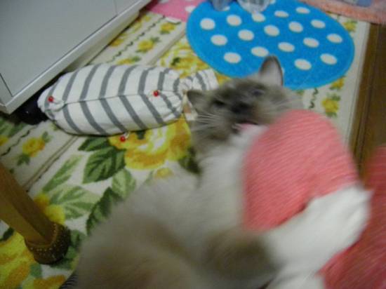 コメント285の画像