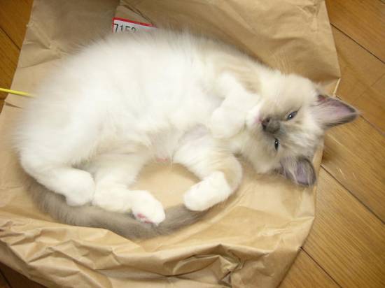 コメント287の画像