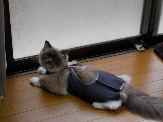 コメント289の画像