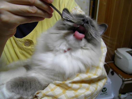 コメント291の画像