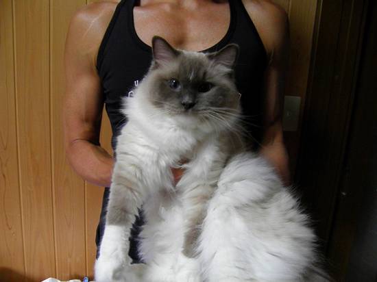 コメント293の画像