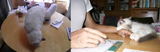 コメント296の画像