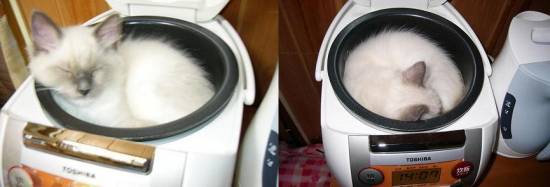 コメント297の画像