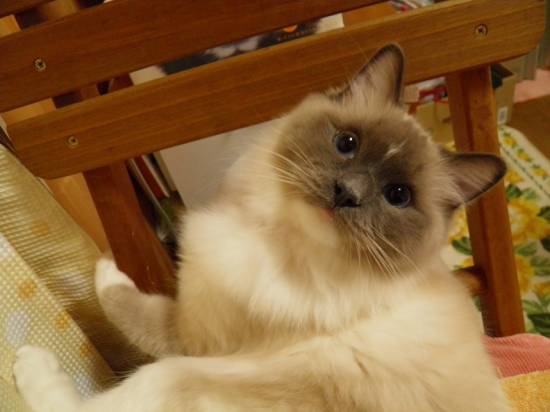 コメント299の画像