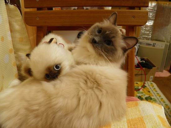 コメント301の画像