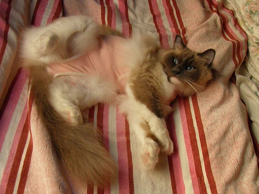 コメント303の画像