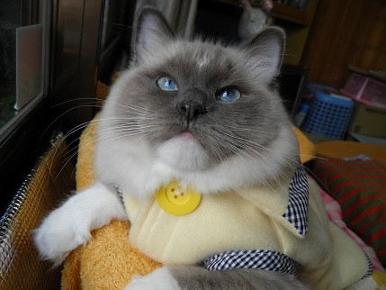 コメント313の画像