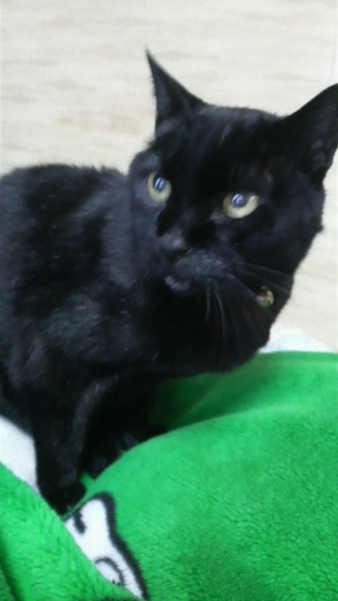 コメント1の画像