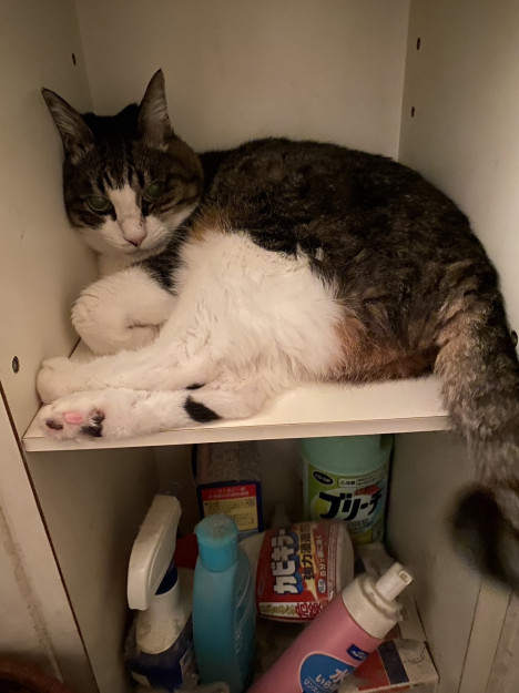 コメント268の画像