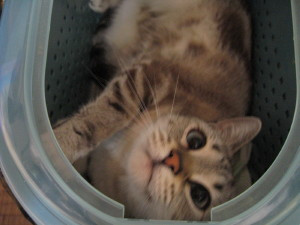 コメント28の画像