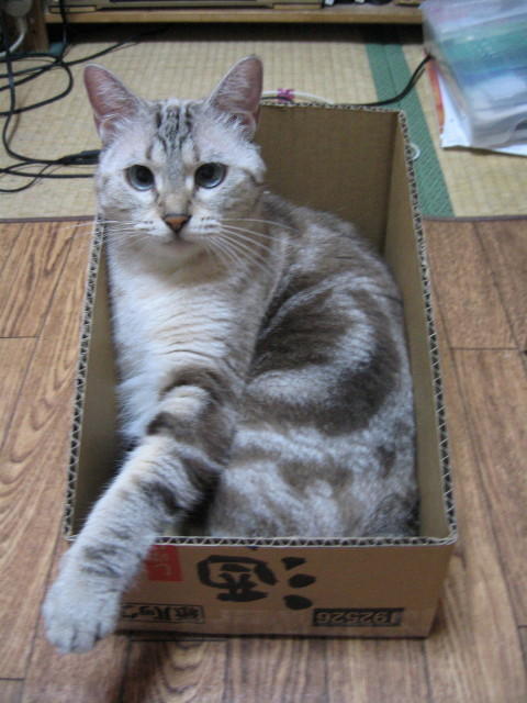 コメント35の画像