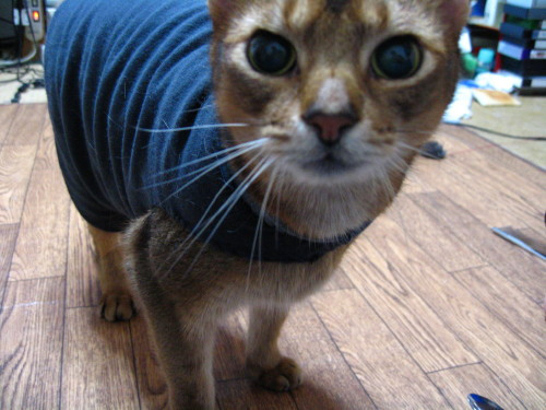 コメント80の画像