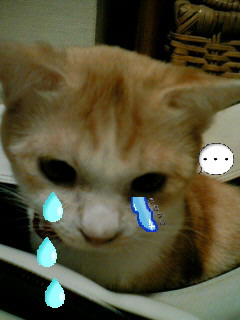 コメント20の画像