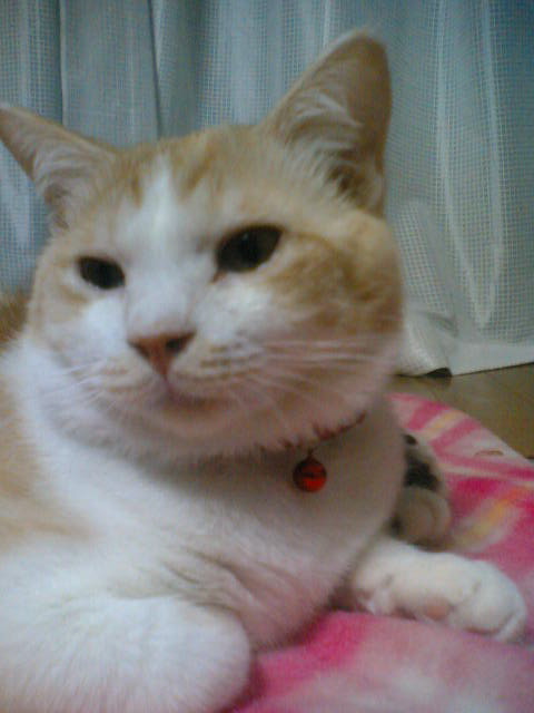 コメント22の画像