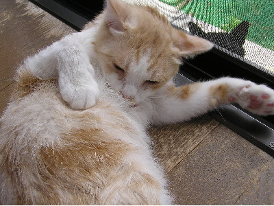 コメント26の画像