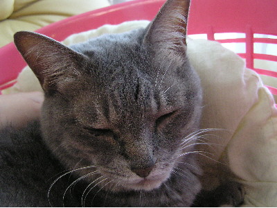 コメント30の画像