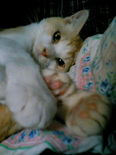 コメント32の画像