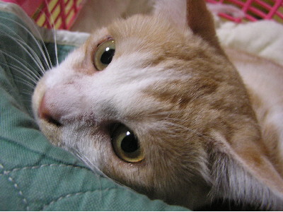 コメント34の画像