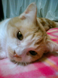 コメント37の画像