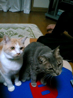 コメント42の画像