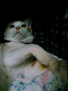 コメント50の画像