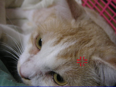 コメント52の画像