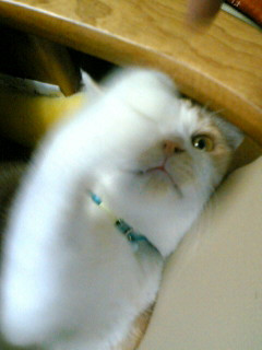 コメント57の画像