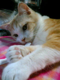 コメント64の画像