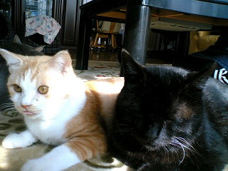 コメント67の画像