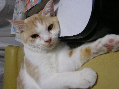 コメント69の画像