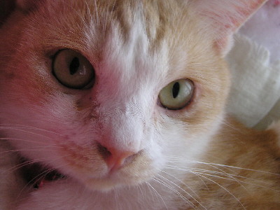 コメント74の画像