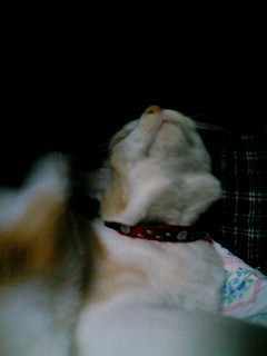 コメント77の画像