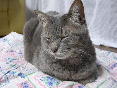 コメント81の画像