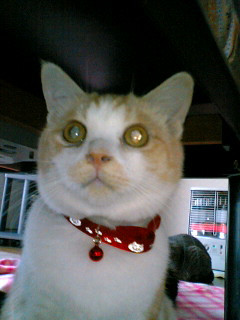 コメント85の画像