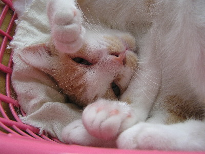 コメント93の画像