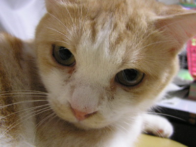 コメント97の画像