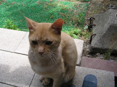 コメント100の画像