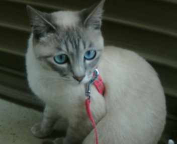 コメント21の画像