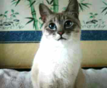 コメント23の画像